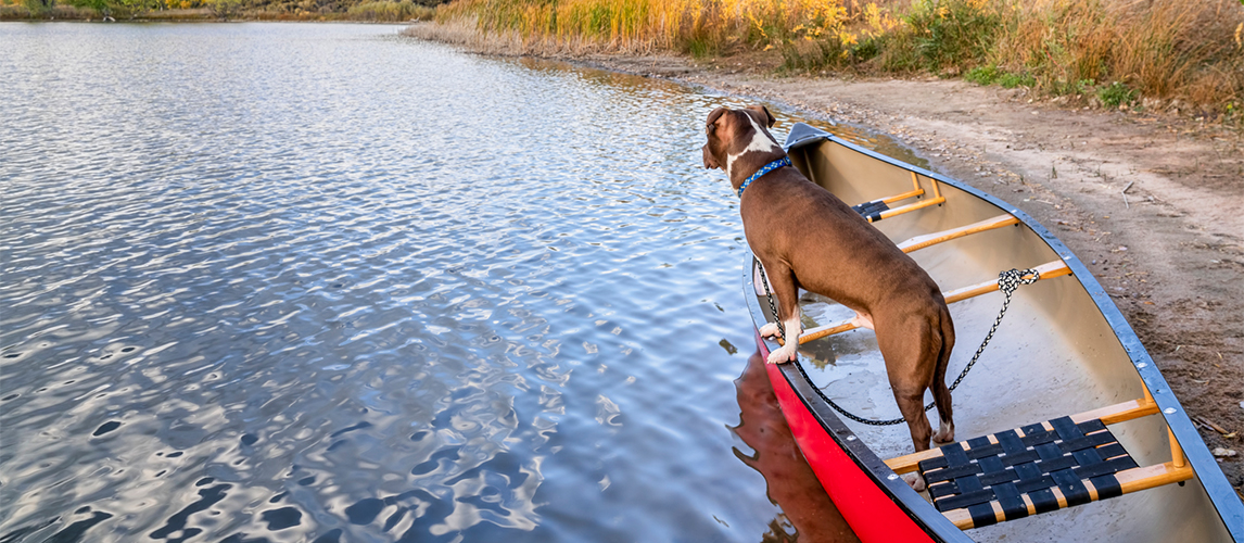 Dog on the boat