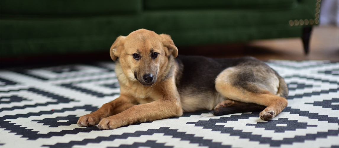 Dog on the carpet