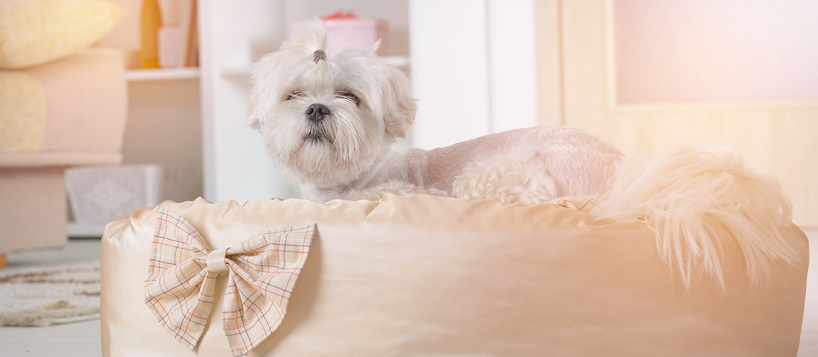 Dog on the dog bed