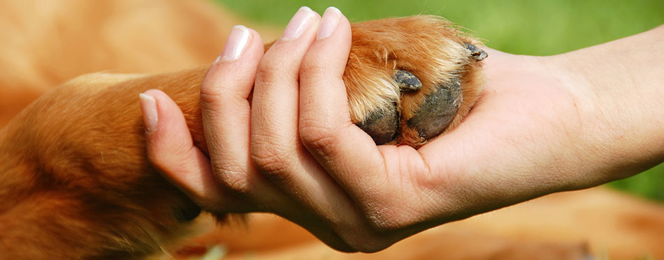 Dog paw and hand shaking