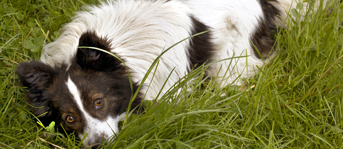 Dog playing