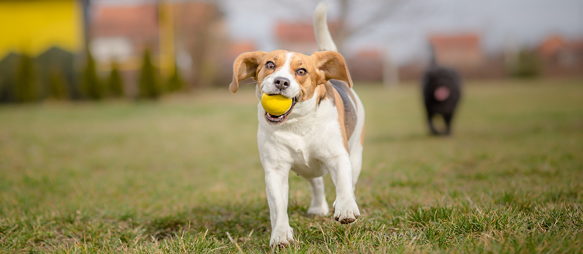 Dog playing with ball