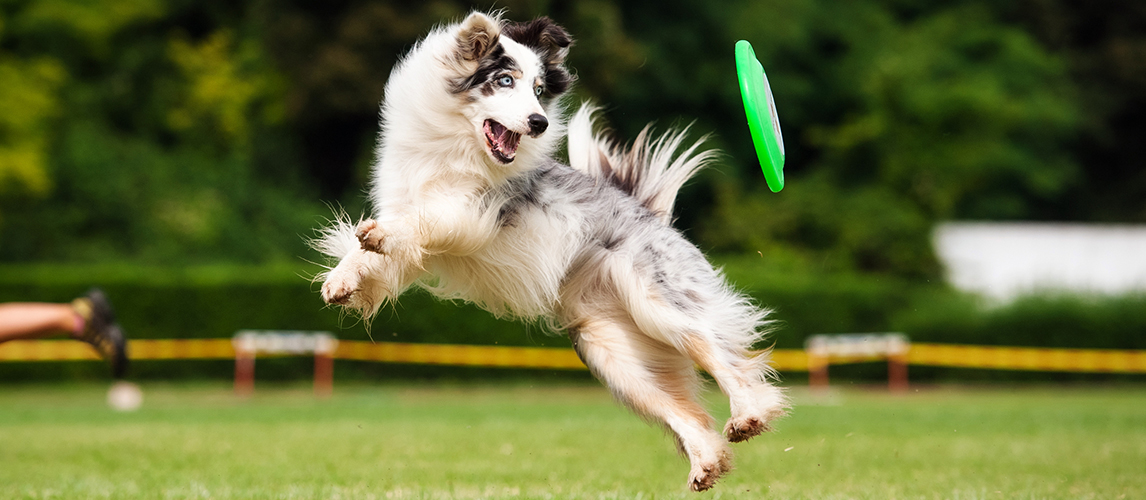 Dog playing with frisbee