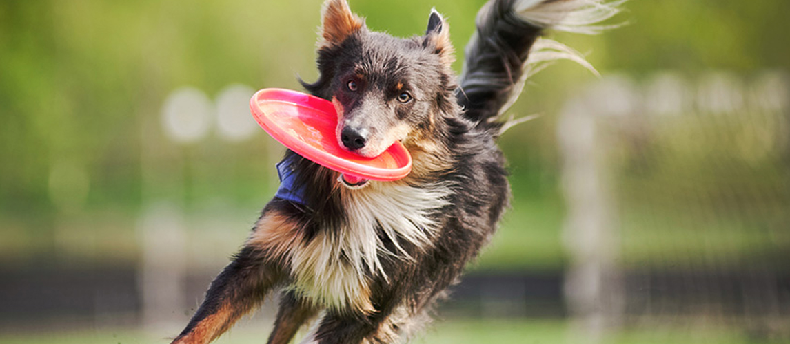 Dog playing