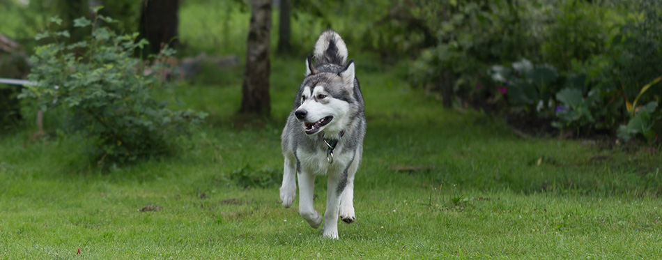 Dog running away