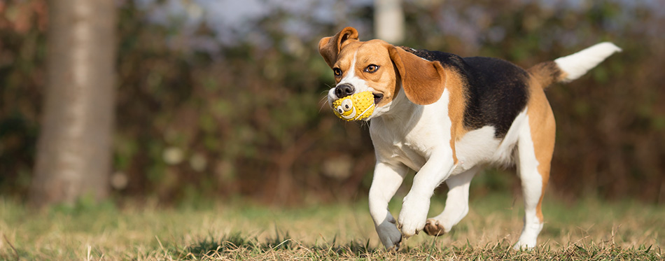 Dog running with a toy in her mouth