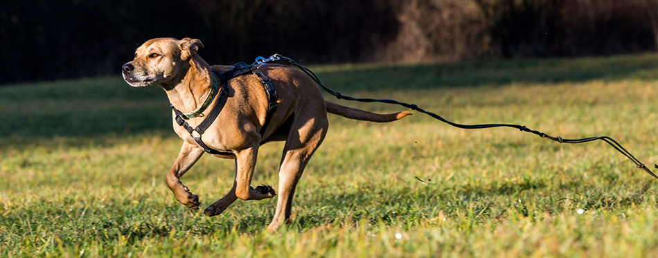 Dog running with the leash