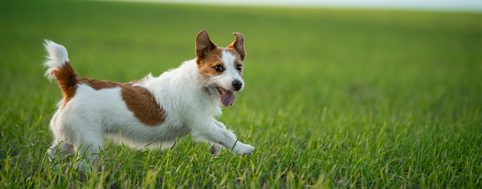 Dog running