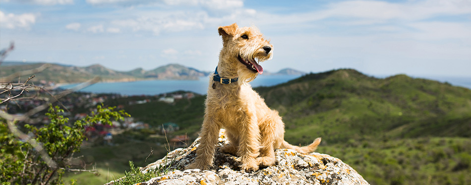 Dog sitting on a rock in the mountains