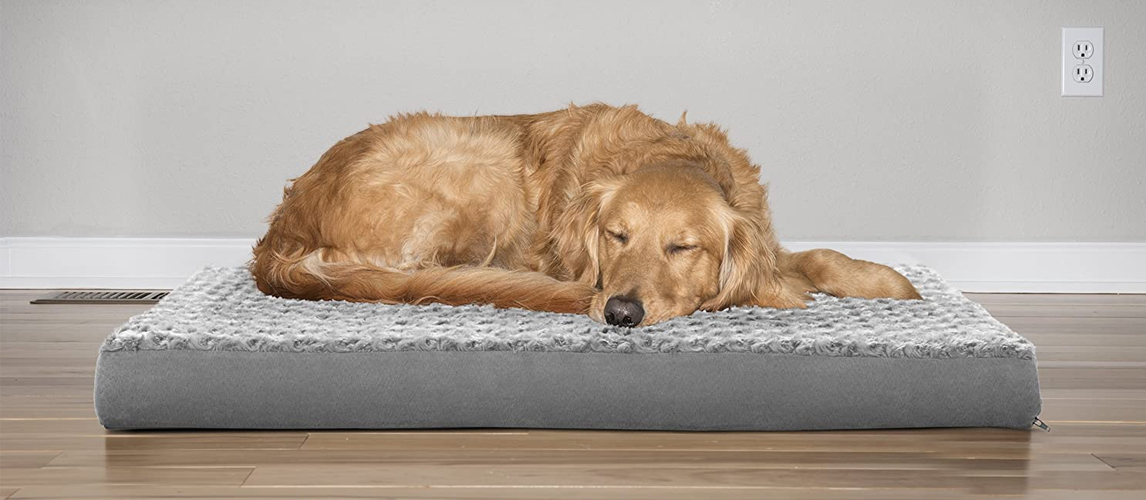 Dog sleeping on the bed