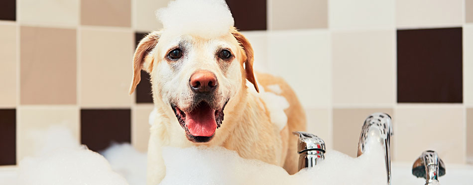 Dog taking a bath