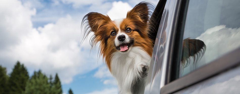 Dog traveling in the car