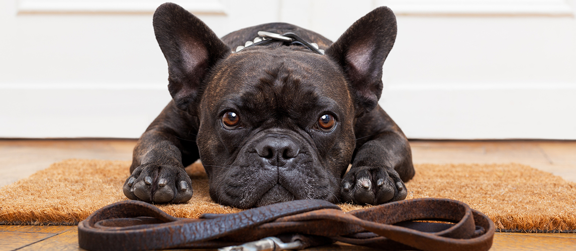 Dog waiting for walk