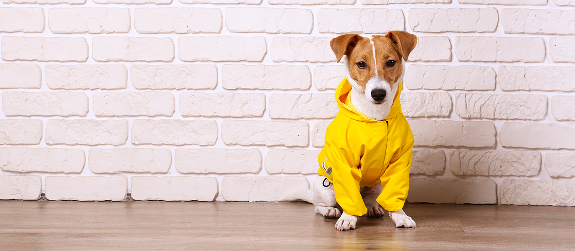Dog wearing yellow raincoat 