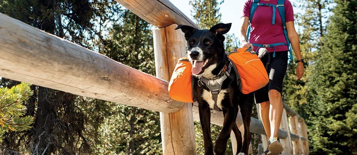 Dog with Backpack