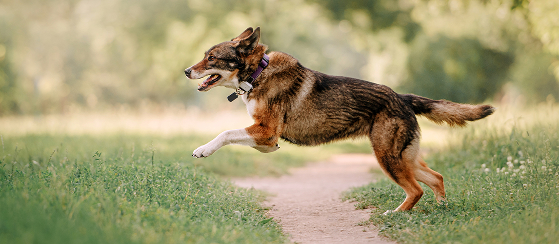 Dog with GPS collar