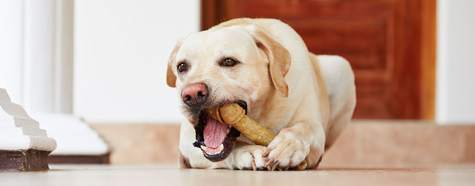 Dog with bone lying on the floor