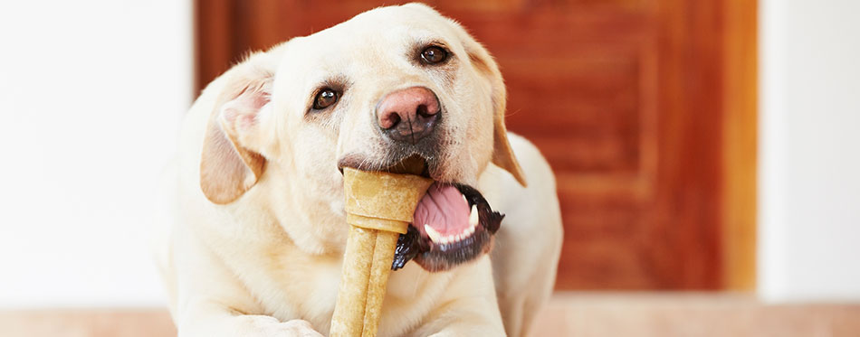 Dog with bone