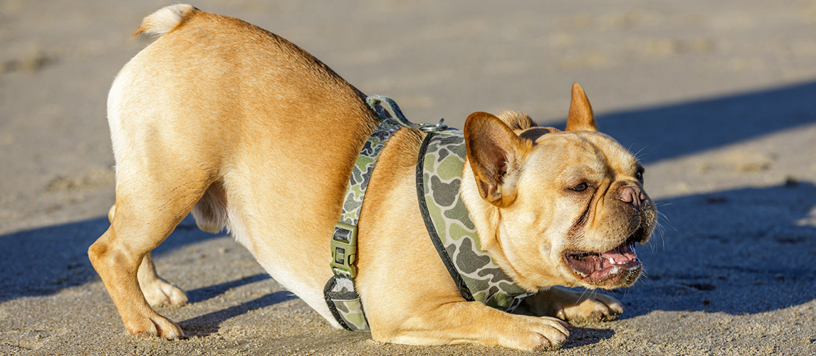 Dog with harness