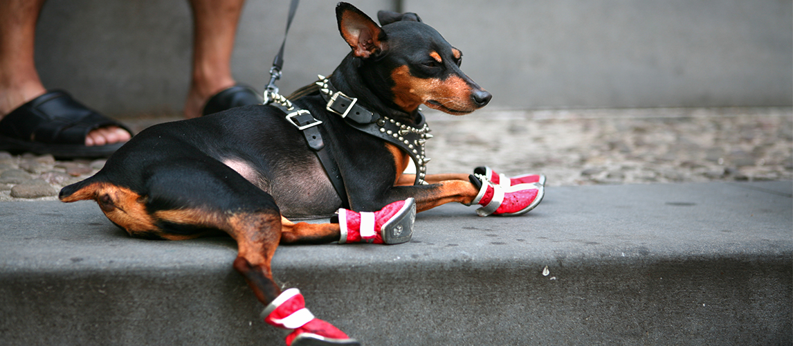 Dog with red boots