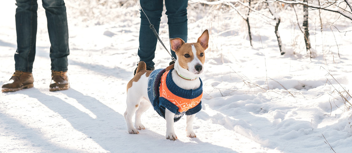 Dog with sweater