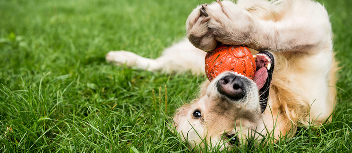 Dog with toy