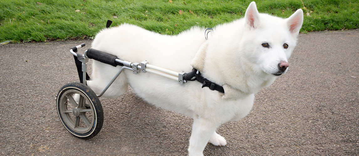 Dog with wheelchair