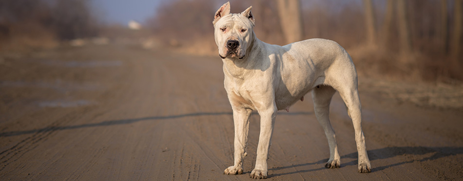 Dogo Argentino