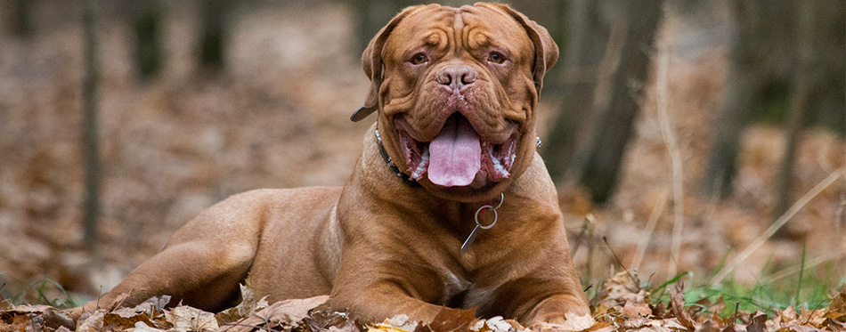 Dogue de Bordeaux