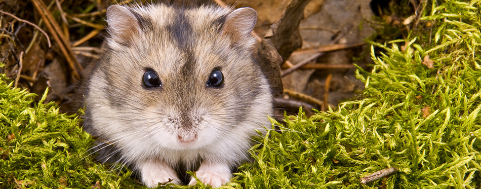 Dwarf hamster in the grass