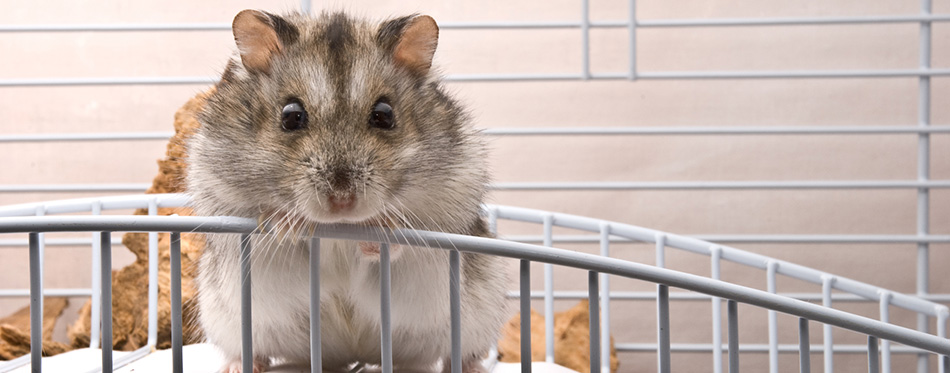 Dwarf hamster looking in camera