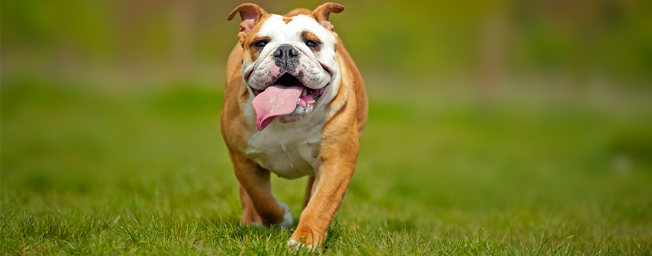 English Bulldog 