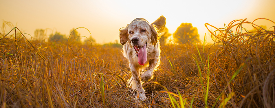 English Setter