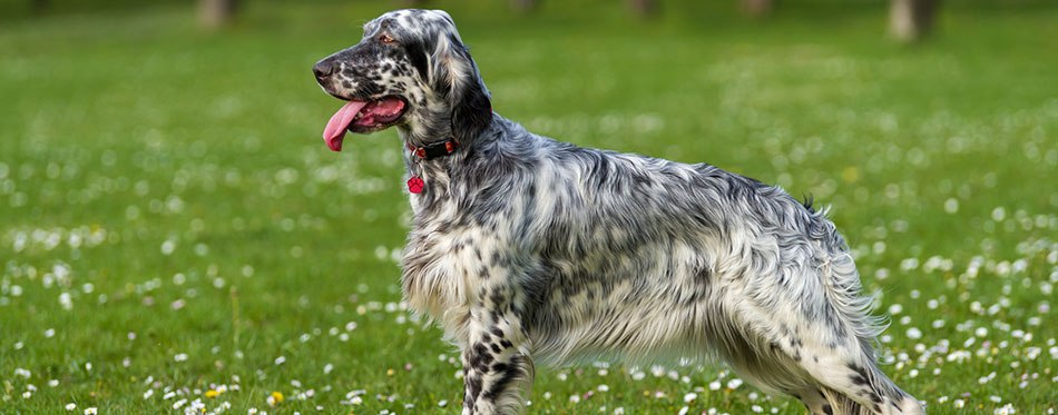 English Setter