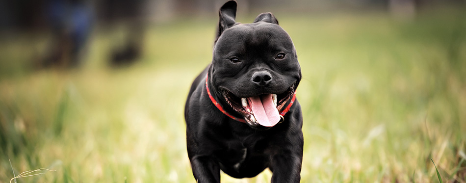 English staffordshire bull terrier running