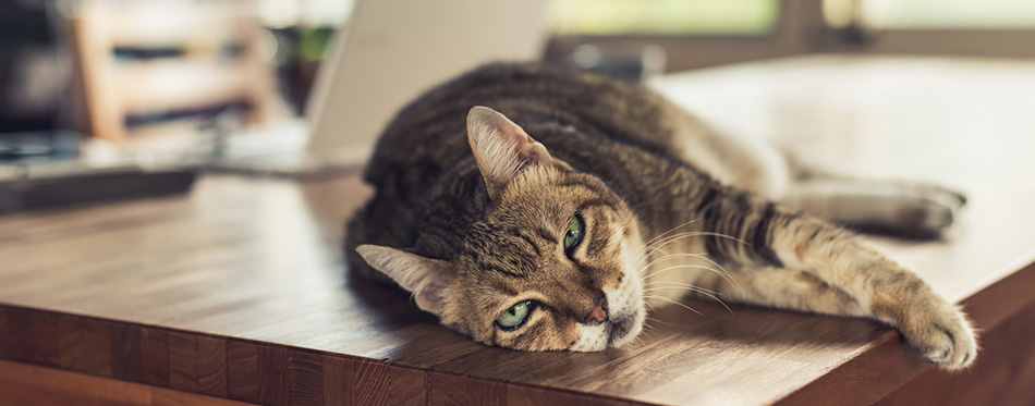 Fat tabby domestic cat sleeping on table