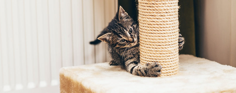 Feisty little kitten playing on a scratch post