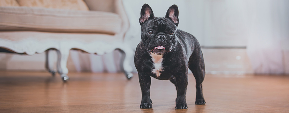 French bulldog in a classical setting in the studio
