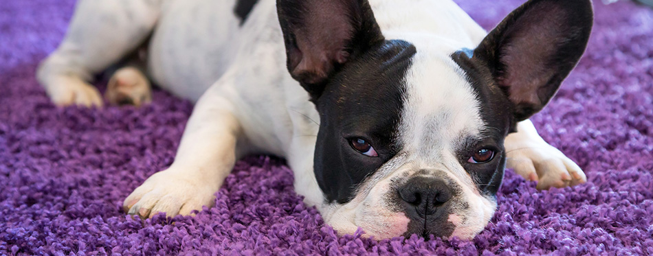 French bulldog lying on the carpet