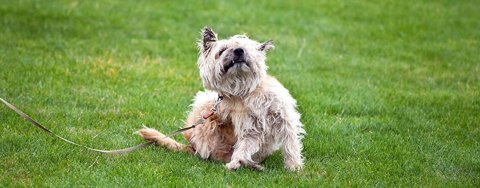 Funny dog with fleas