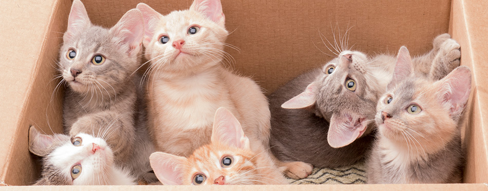 Funny little kittens in a box