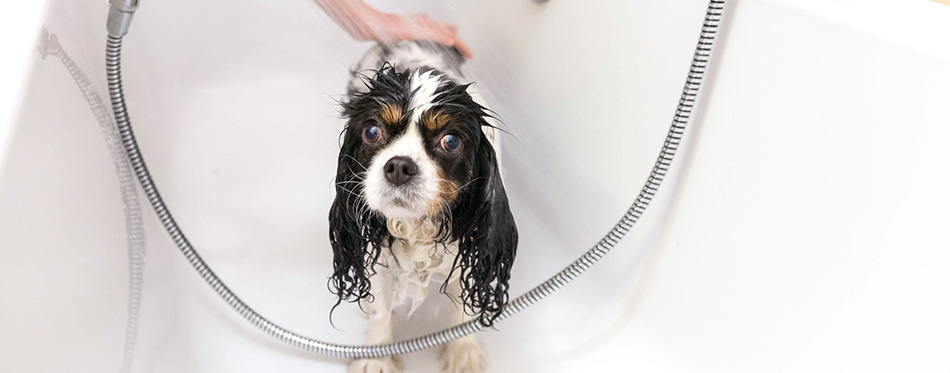 Funny wet dog in bathtub after taking a shower