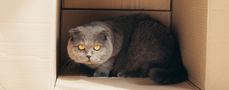 Furry scottish fold cat in cardboard box