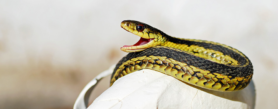 Garter Snake Yawn