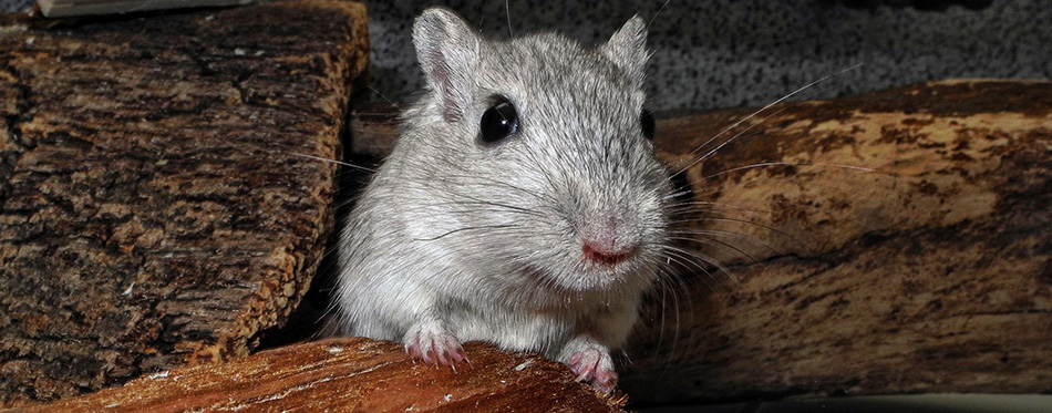 Gerbil 