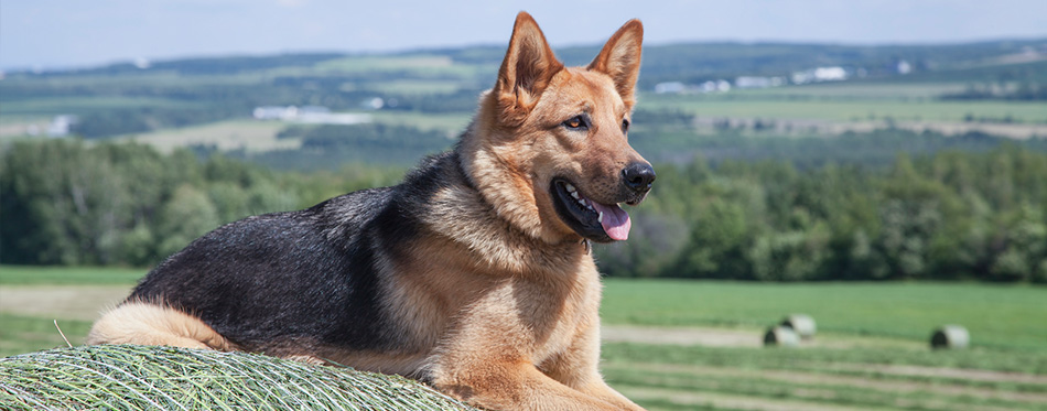 German Shepherd