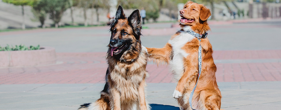 German Shepherd and Nova Scotia Duck Tolling Retriever t