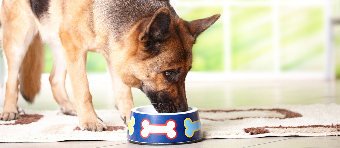 German Shepherd eating food