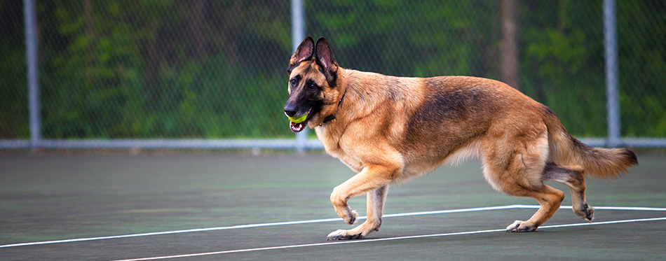 German Shepherd playing with ball