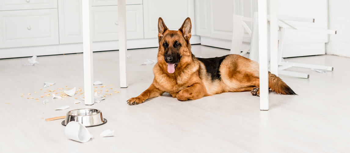 German Shepherd sitting near the food bowl